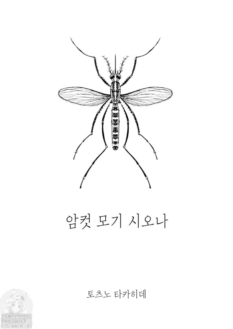 암컷 모기 시오나